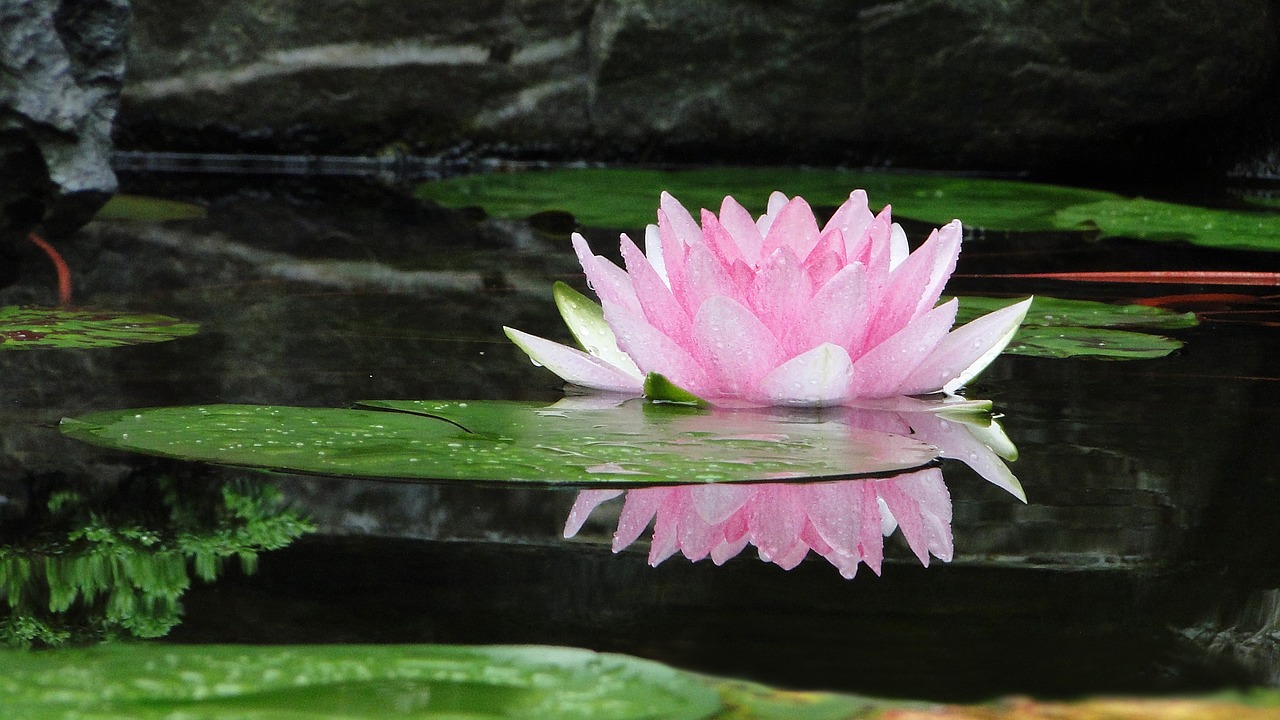 lotus-flower